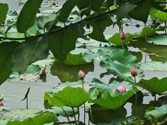 -广西壮族自治区药用植物园