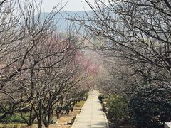 -香雪海