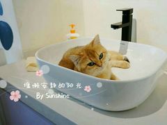 -喵匠猫主题咖啡(凯德和平广场店)