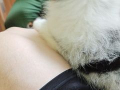 -瑞鹏宠物医院·夜间急症·心超·猫科(祖庙分店)