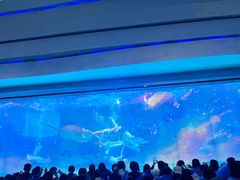 -海合安成都极地海洋公园