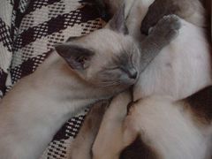 -Sirena海妖日咖夜酒