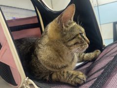 -中农国际动物医院24小时·猫科·骨科·急重症中心