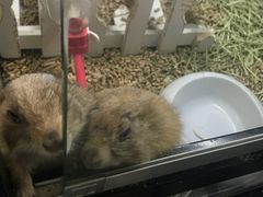 -宠物世家(仲盛世界商城店)