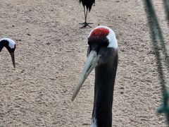 -盐城丹顶鹤湿地生态旅游区
