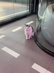 -CICI街舞专业培训