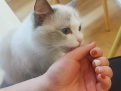 -猫咪派对(江南西店)