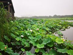 -荷塘月色湿地公园·向阳花洲
