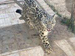 -青藏高原野生动物园