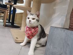 -Heymao猫咖.咖啡厅(东门店)