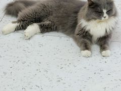 -喵园·猫主题咖啡厅·撸猫·猫咖(国贸店)