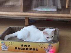 -瑞派名望志远动物医院·猫科·內科·异宠专科(直港大道店)
