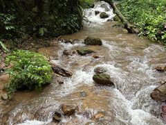 -莫里热带雨林景区
