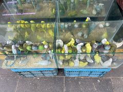 -青石桥花鸟鱼虫市场(叠翠城店)