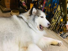 -more than meow吴止猫主题餐厅(承德 中船汇店)