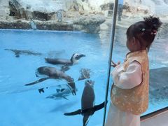 -帝企鹅自助餐厅•儿童岛•真企鹅(长隆企鹅酒店)