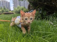 -凯瑞希宠物医院·狂犬免疫·微创·皮肤科