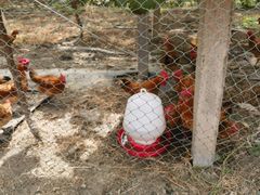 -马陆小张葡萄园农家乐