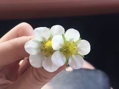 -上海多利农业发展有限公司