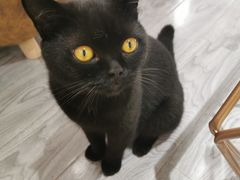 -喵屿·大理花园猫咖