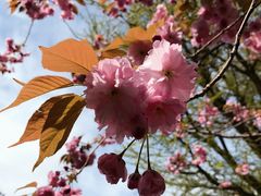 -北海道厅旧本厅舍(旧本庁舎)