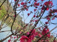 -南国桃园旅游度假区