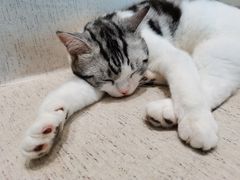 -藏猫猫咖啡主题馆(中央大道店)