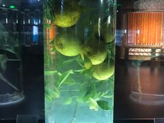 -广东中医药博物馆