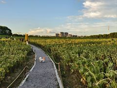 -苏州湾体育公园