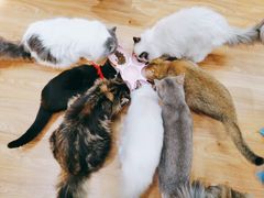 -COLOR PETS 撸猫馆·购猫·猫咖(长风大悦城店)