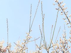 -南京古林公园