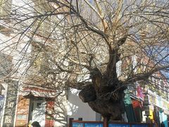 -古树酸奶(八廓南街店)