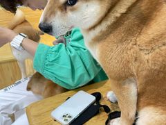 -柴源莊·柴小宠柴犬咖啡