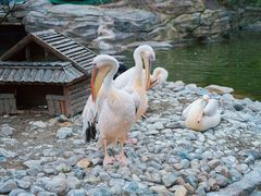 -大连老虎滩海洋公园