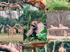 -广州长隆野生动物世界