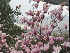 -桃花源中餐厅(金茂豪华精选酒店)