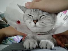 -佳怡动物医院·平价24小时·猫专科骨外科
