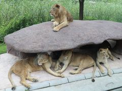 -北京野生动物园