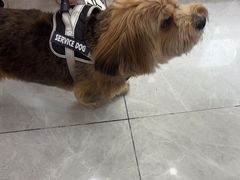 -瑞鹏宠物医院·超声·骨科·奇麟分院(蜀都万达店)