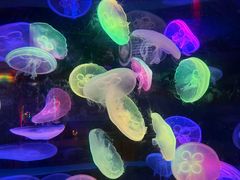 -太平洋海底世界