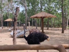 -大连森林动物园