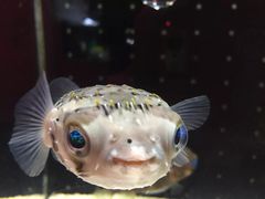 -大阪海游馆