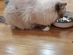 -滚猫咖啡·猫咖·猫友好撸猫(未来城店)