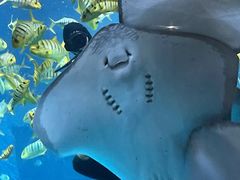 -太平洋海底世界