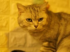 -平行世界·猫咖(首经贸店)