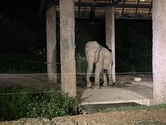 -清迈夜间动物园
