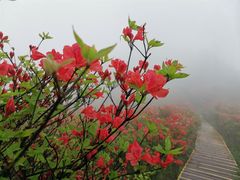 -大围山国家森林公园