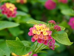 -上海山野camping·户外天幕烧烤·团建拓展营地