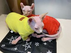 -飞行喵MR PILOT|猫舍·猫咖(静安大融城店)