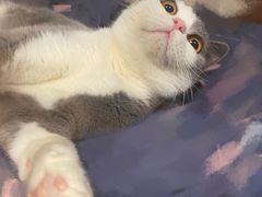 -萌兽医馆·眼科·异宠专科(三里屯店)